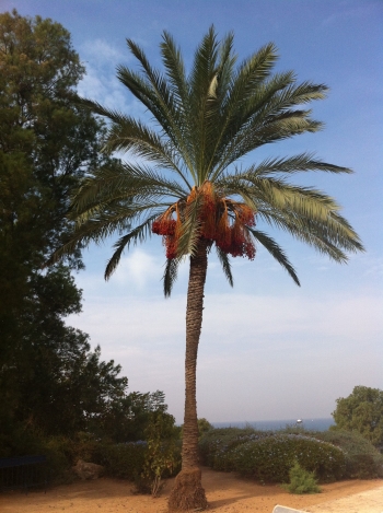 Tamar (date palm) in Yapho